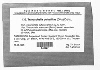 Tranzschelia pulsatillae image